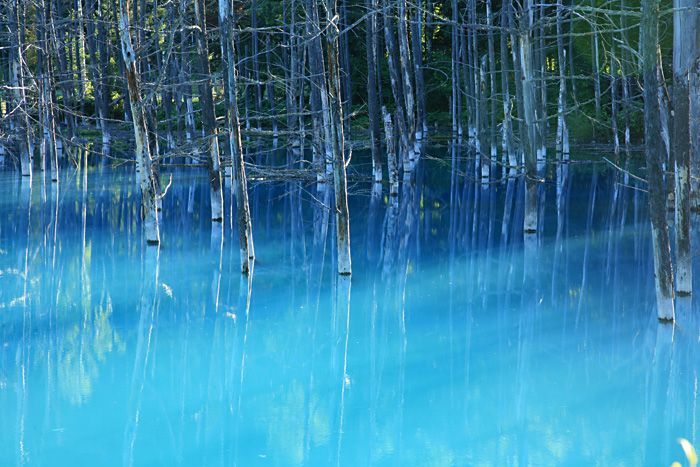 青い池 北海道 Scenery Landscape Contemporary Landscape 青い池 北海道 Scenery Landscape Contemporary Landscape