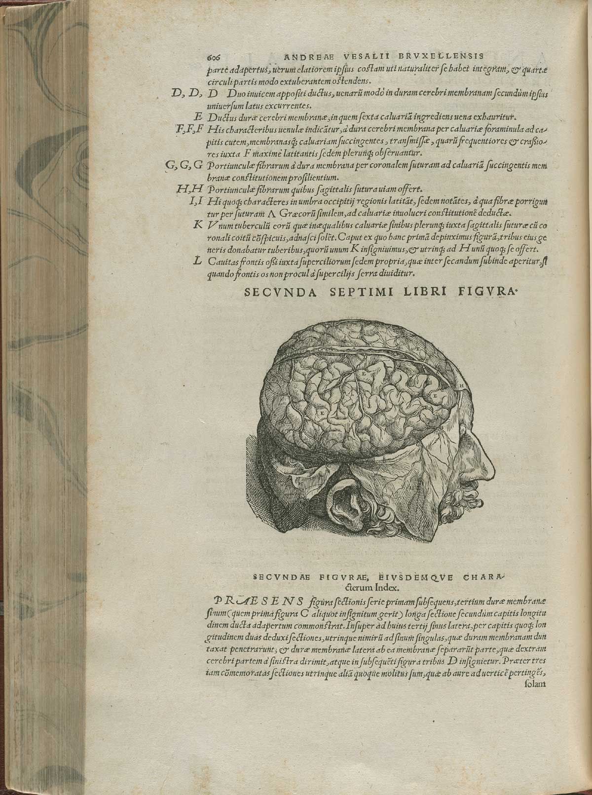 Page 606 Of Andreas Vesalius De Corporis Humani Fabrica Libri Septem page-606-of-andreas-vesalius-de-corporis-humani-fabrica-libri-septem