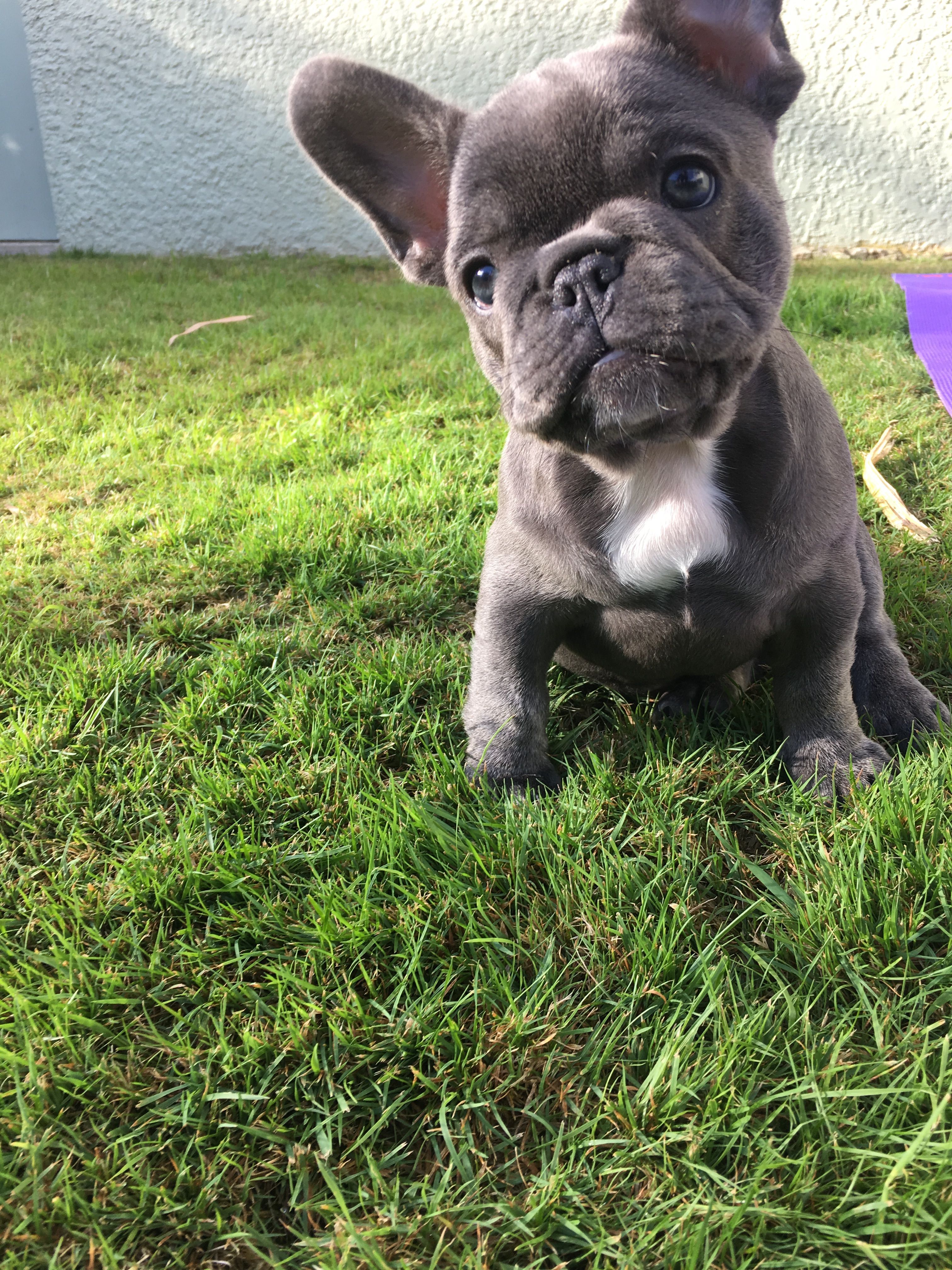 My Darling Margot The 8 Week Old French Bulldog Pup Bulldogpups