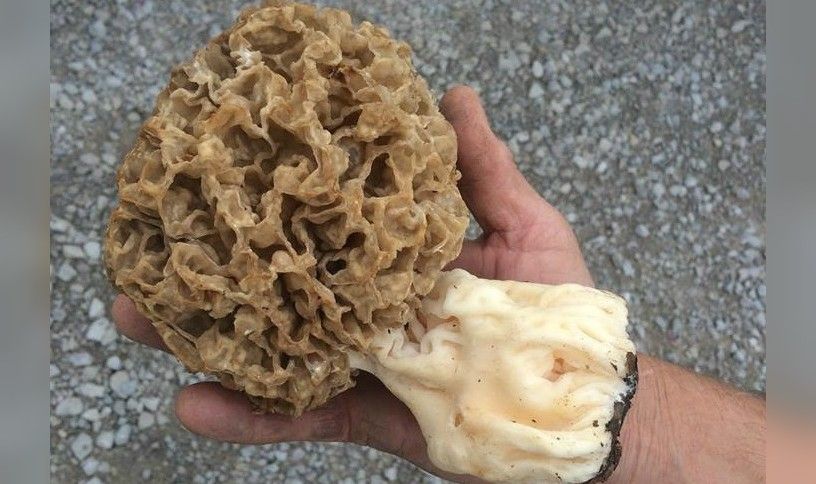Can You Grow Morel Mushrooms Inside Attempting To Grow Morel Mushrooms Indoors Tomorrow S Garden