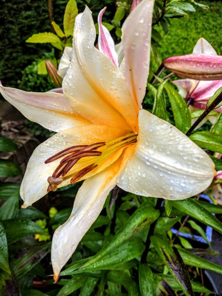 Lilium regale (With images) Garden, Plants, Hexham Lilium regale (With images) Garden, Plants, Hexham