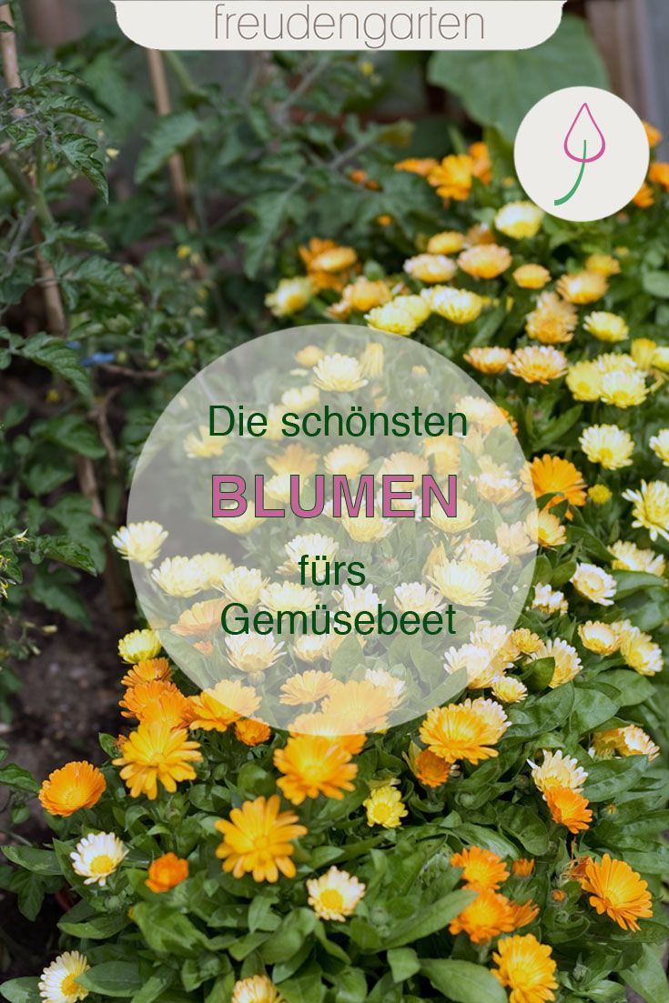 Blumen kennenlernen