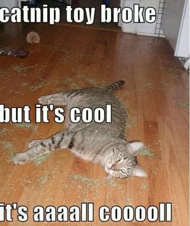 Catnip Funny Animal Memes Animal Captions Funny Cats