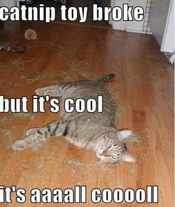 Catnip Funny animal memes, Animal captions, Funny cats