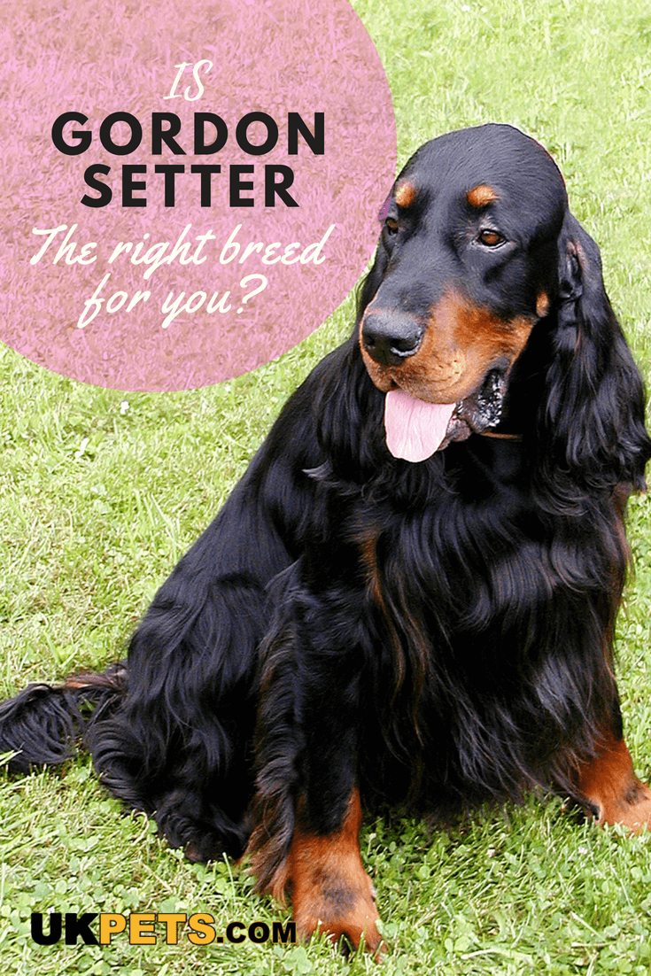 Gordon Setters have alert, playful and agreeable characters. They are quiet and dignified but at the same time clownish and demanding. This dog breed is extremely loyal to its family but wary and aloof with strangers. #GordonSetter #Gordonsetterbreed Big Dog Breeds, Dog Breeds Medium, Setter Puppies, Dogs And Puppies, Big Dogs, Small Dogs, Setter Gordon, Red And White Setter, Working Breeds