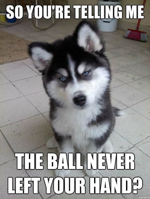 12 Pictures of VERY Jealous Dogs :) #animalcaptions