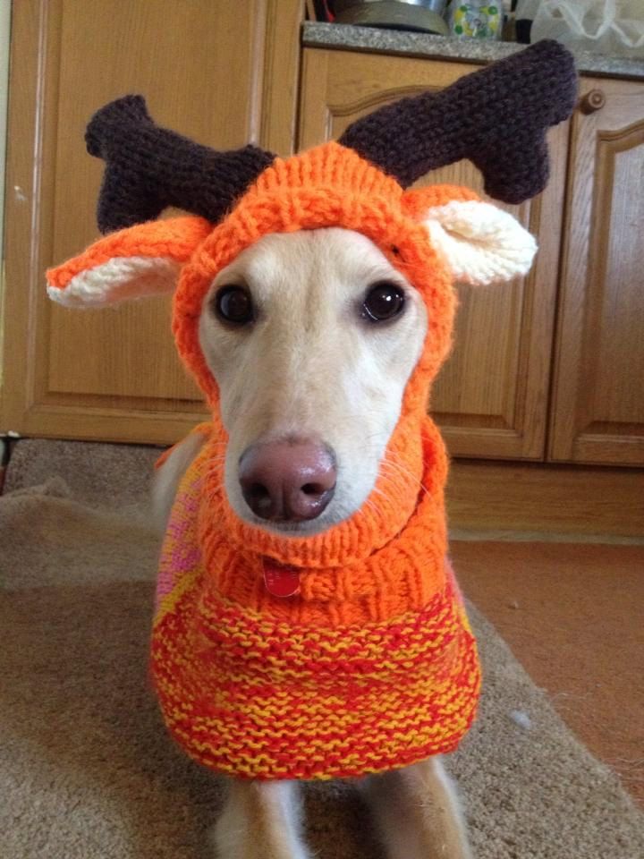 Whippet reindeer hat knitting pattern. $5.00, via Etsy. | Dog coat