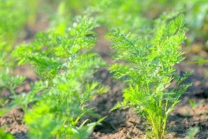 How To Pre Sprout Carrot Seeds Garden Compost Plants Garden Seeds