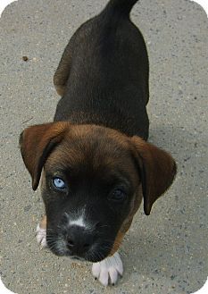 Middletown Ri Catahoula Leopard Dog American Bulldog Mix
