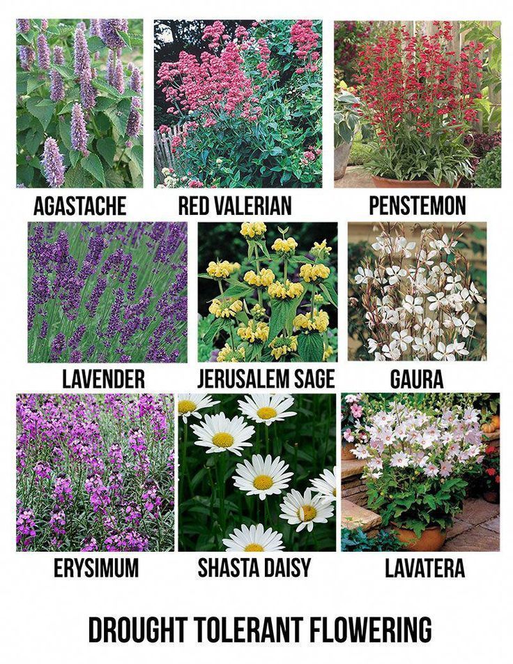 Dürreverträgliche Blütenpflanzen für San Diego | North Park Nursery - San Die ...