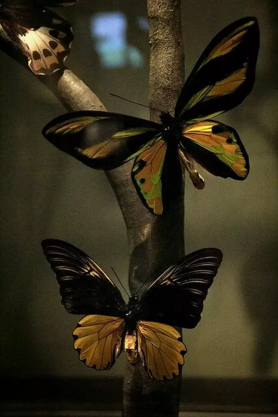 Comely Beautiful Butterflies Fantasy Comely Beautiful Butterflies Fantasy