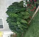 Grow Elephant Ear Plants #elephantearsandtropicals