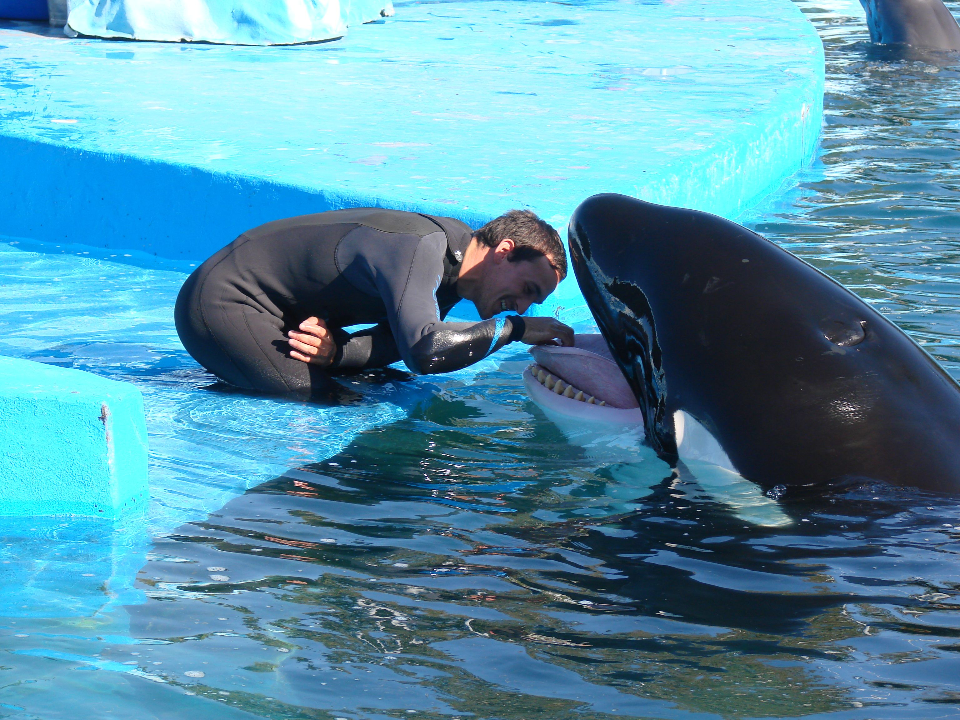 Kshamenk Orca Mammals Marine Mammals