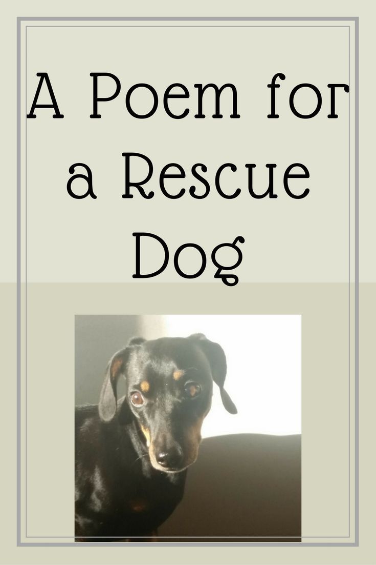 A Poem For A Rescue Dog adoptdontshop Foster Adoption Dog Adoption a-poem-for-a-rescue-dog-adoptdontshop-foster-adoption-dog-adoption