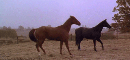 2589b0b490f3656160926ef359b7a445.gif