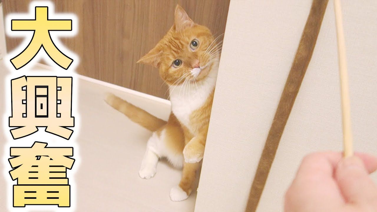 猫ズが大興奮 とても楽しそうに猫パンチを連発する猫ズ 猫 かわいい Youtube キュートな猫 子猫 猫 猫ズが大興奮 とても楽しそうに猫パンチを連発する猫ズ 猫 かわいい Youtube キュートな猫 子猫 猫
