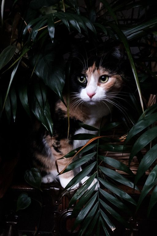 45 Pictures Of A Bit Strange But Really Funny Cat Page 30 44 Lovein Home Calico Photography Pretty Cats - Cat Houseplants Reddit 45 Pictures Of A Bit Strange But Really Funny Cat Page 30 44 Lovein Home Calico Photography Pretty Cats - Cat Houseplants Reddit