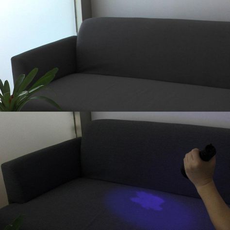 urine pet couch pee stain dog stains inexpensive gadgets cleaning travel odor detector esky uv remedies removal drinking natural clean