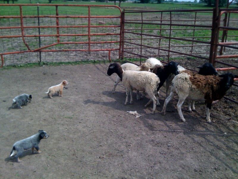 Pups Learning To Herd Spader Australian Cattle Dogs Working