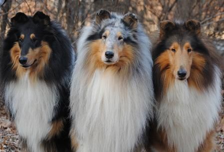 oak knoll shelties