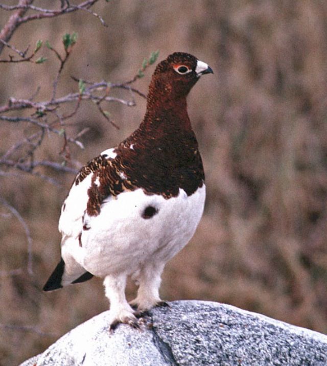 Alaska State Bird Willow Ptarmigan Pet birds, World birds, Willow