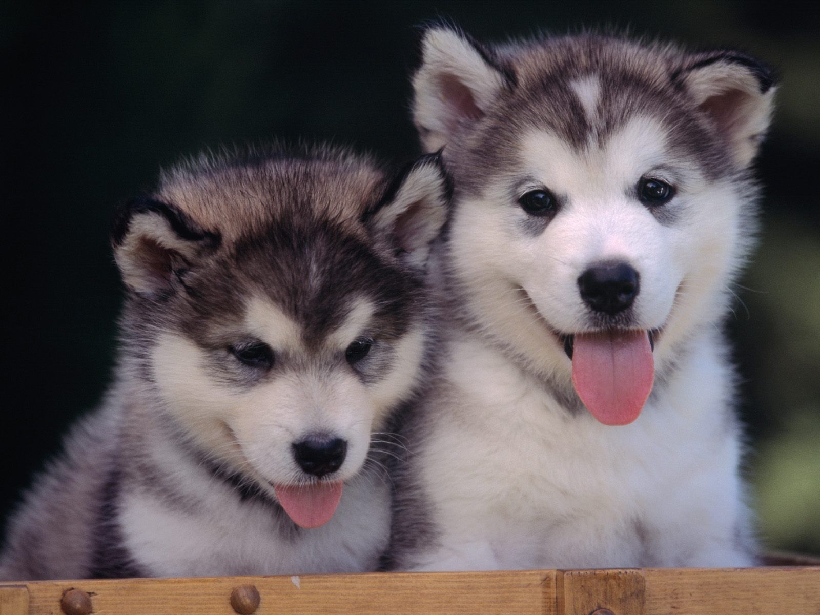 Compared To The Husky The Alaskan Malamute Puppy Is Generally