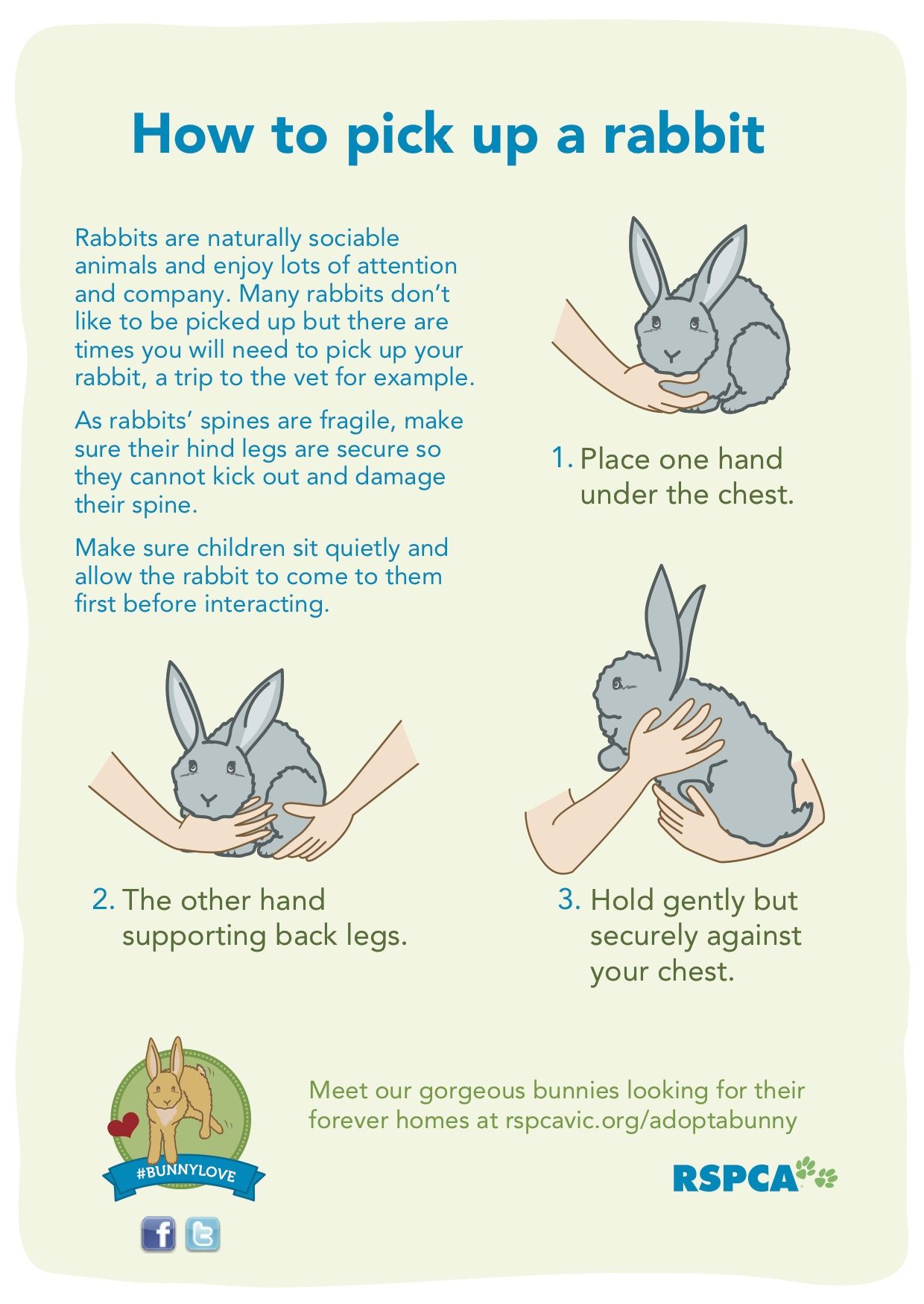 Pin On Small Mammals pin-on-small-mammals