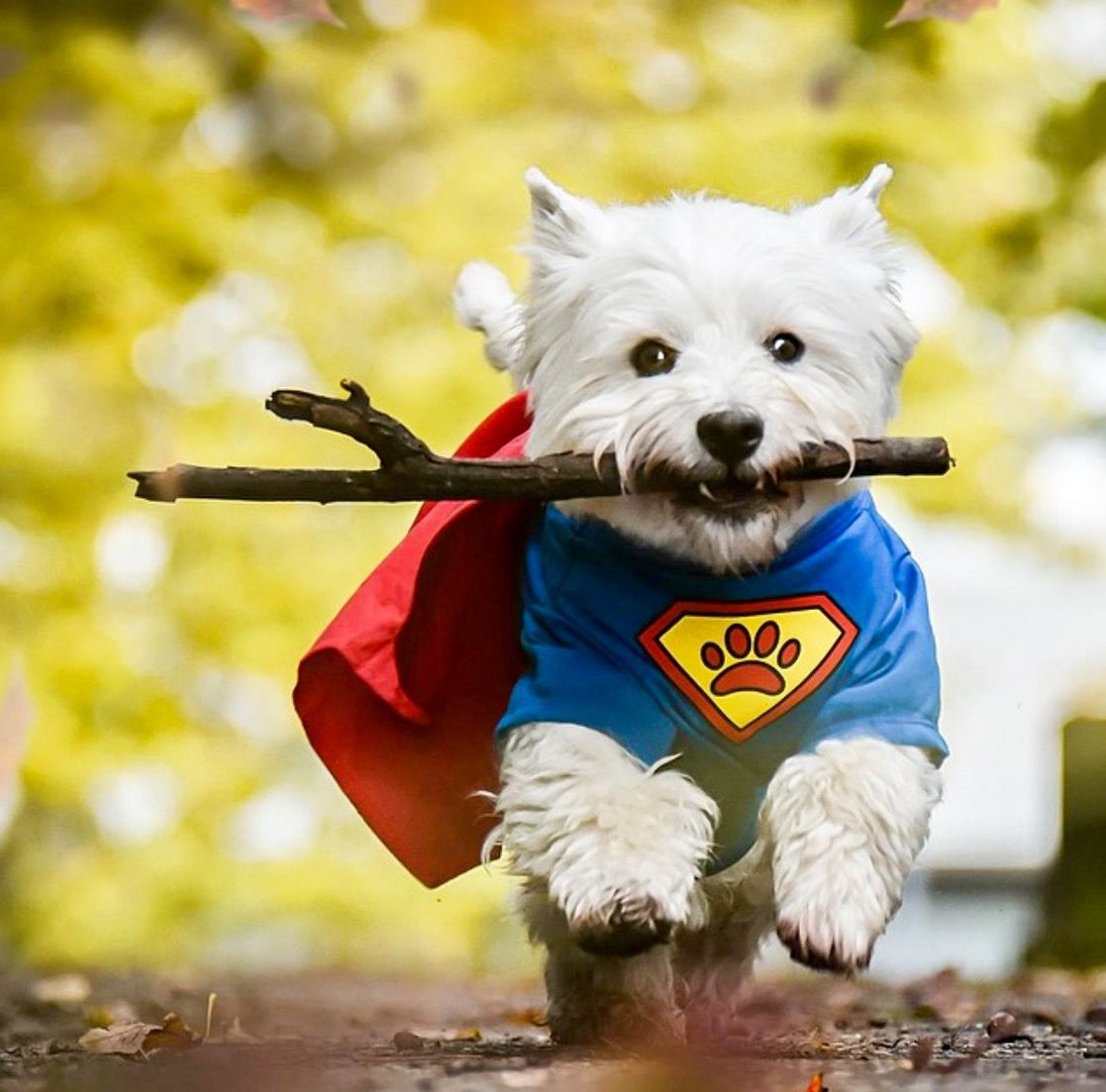 here comes super westie! westie holidays pinterest westies 25e3c2c65637ebcfe19c20fa39fbc624 here comes super westie! westie holidays pinterest westies