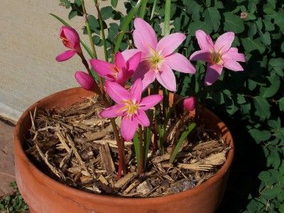 Care Of Rain Lily Bulbs - How To Grow Rain Lilies | Lily Plants, Rain Lily, Bulbous Plants