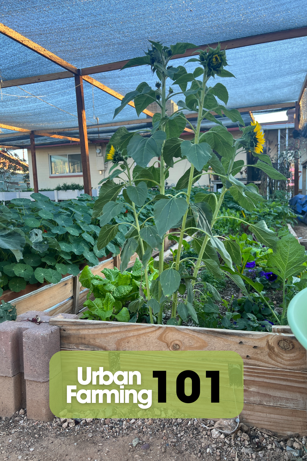 Urban Farming 101: What you need to know to get started