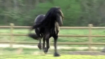 horse gifs - Google Search | Friesian horse, Horses, Black horses