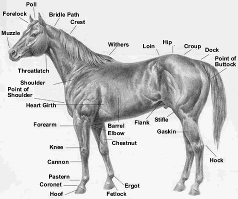 new year s resolution learn about internal conformation quarter horse conformation chart