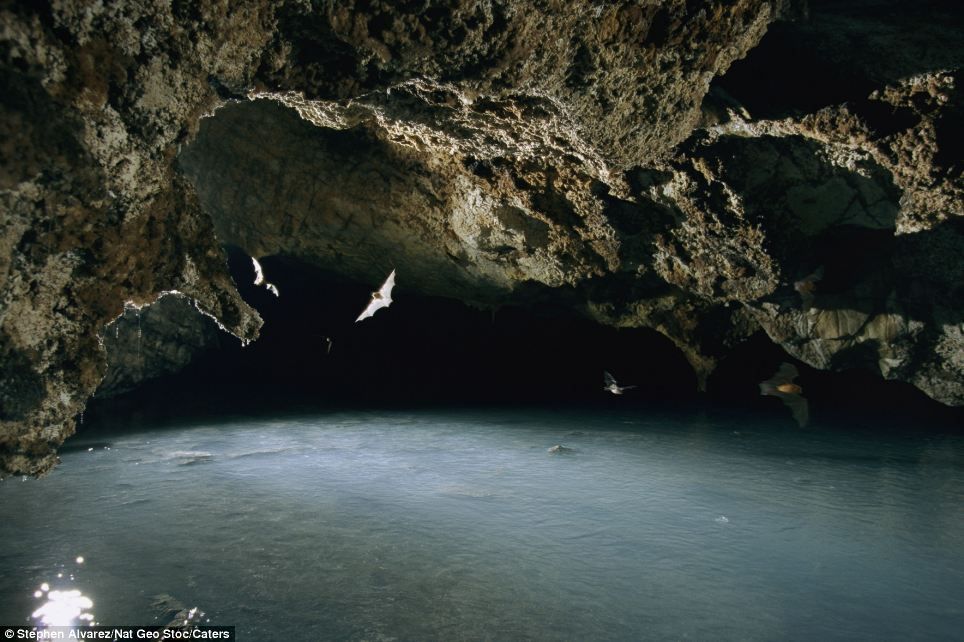 To The Bat Cave Photographer Captures Rare And Stunning Images Of Hibernating Species Under Threat Of Extinction Image Wonders Of The World Around The Worlds