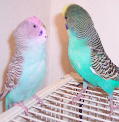 Johnsons Budgie Parakeet Fruit Honey Treat Seed Bell Budgie Parakeet Budgies Parakeet