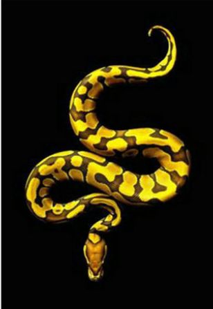5D Diamond Painting Yellow Snake Kit Offered by Bonanza Marketplace. www.BonanzaMarketplace.com #diamondpainting #5ddiamondpainting #paintwithdiamonds #disneydiamondpainting #dazzlingdiamondpainting #paintingwithdiamonds #snakediamondpainting #snakediamondart Pretty Snakes, Cool Snakes, Colorful Snakes, Beautiful Snakes, Small Snakes, Les Reptiles, Cute Reptiles, Reptiles And Amphibians, Snake Drawing