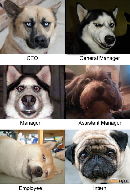 The Dog Office Chain Of Command Photo Funny Dog Faces Funny