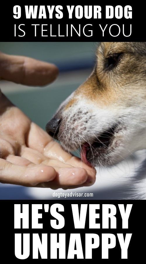 How to Recognize Unhappy Dog Behavior How to Recognize Unhappy Dog Behavior