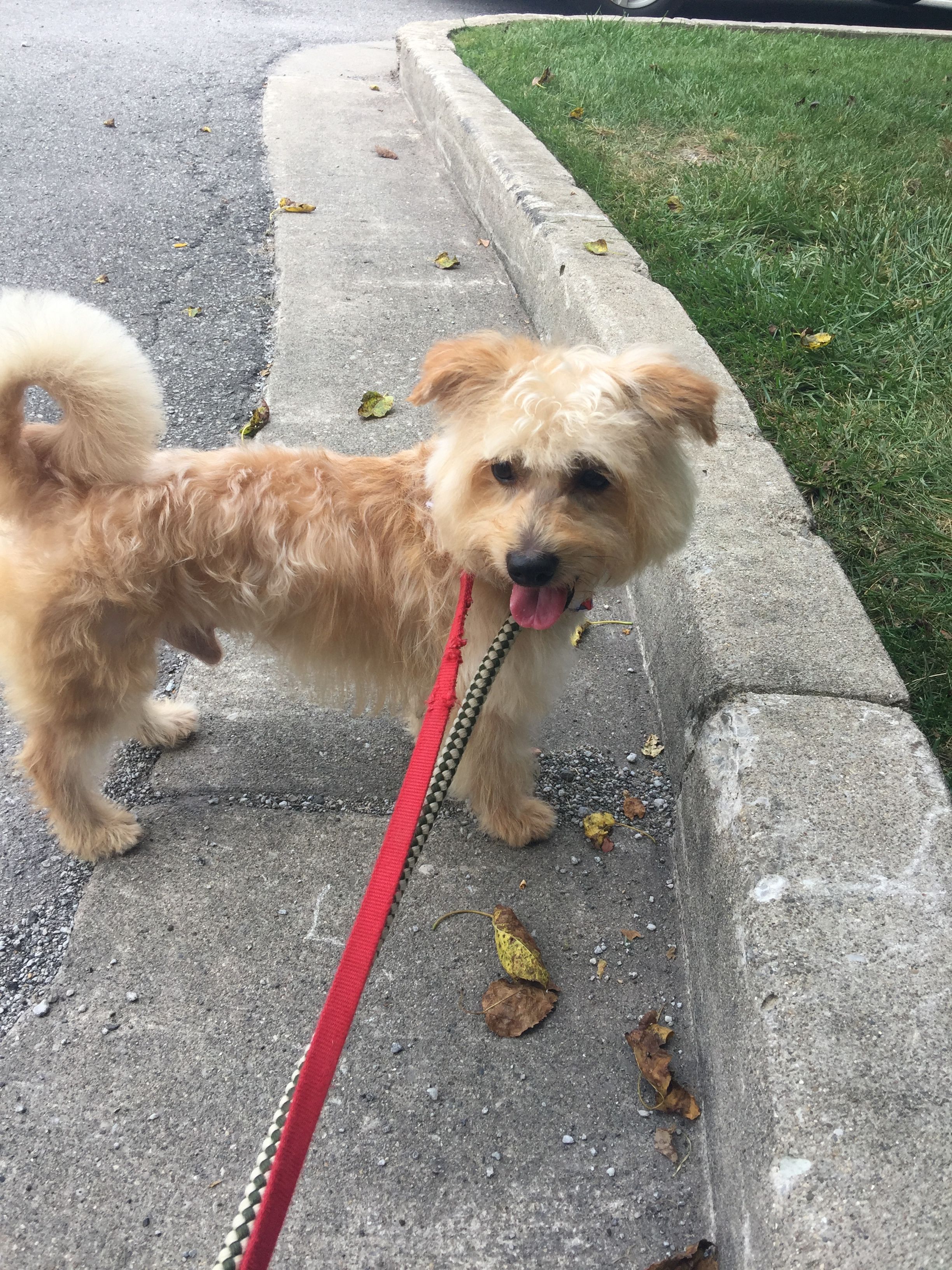 Shelter Puppies Dogs And Puppies I Fall In Love Animals Animales Shelter Puppies Dogs And Puppies I Fall In Love Animals Animales