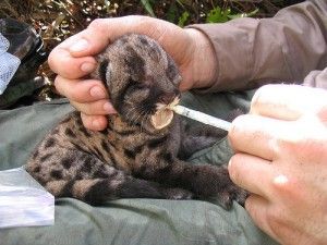 wildlife veterinarian job description jobs for veterinarians range veterinarian job description
