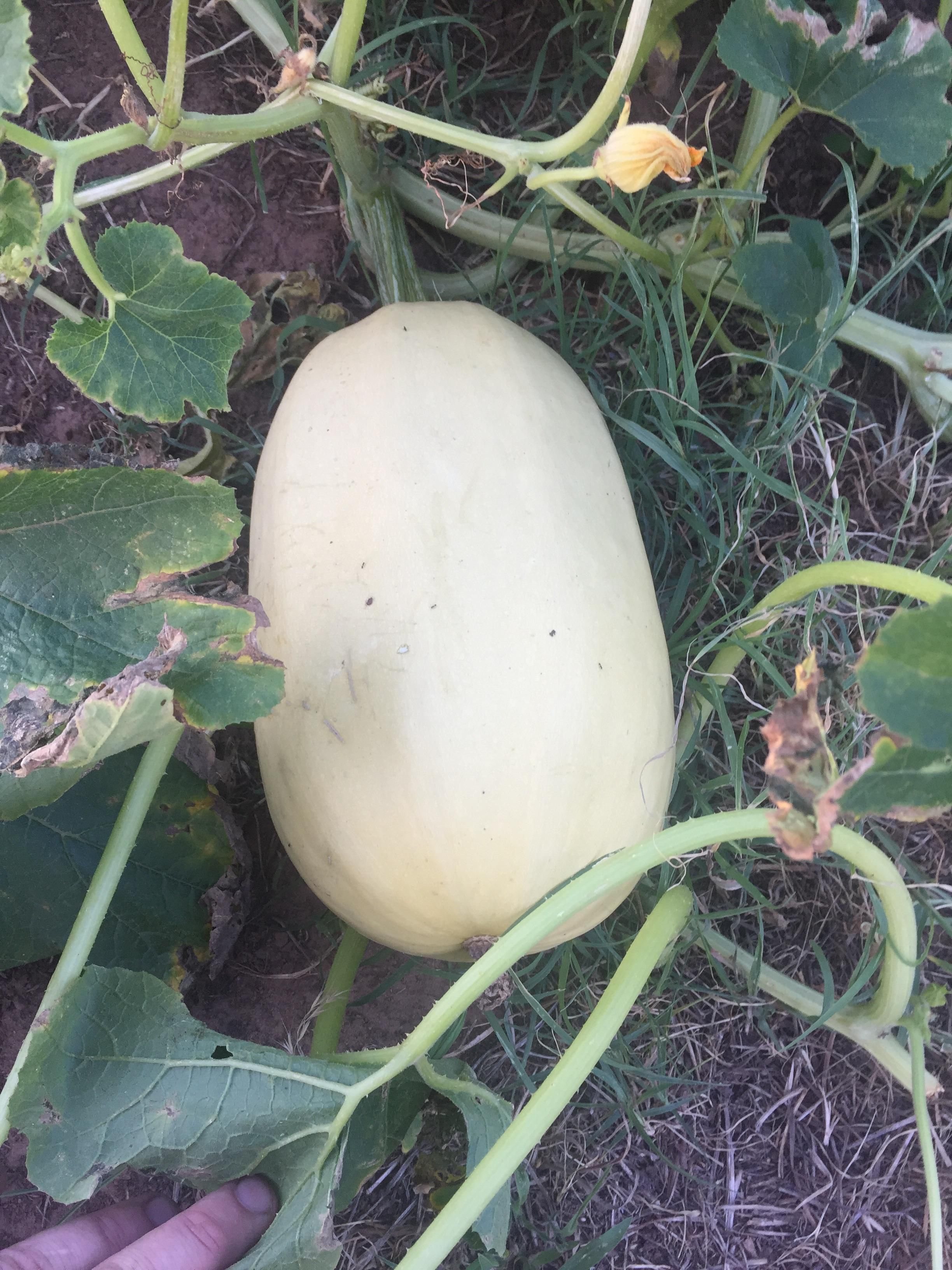 How To Tell When Spaghetti Squash Goes Bad Spaghetti Squash Spagetti Squash Squash