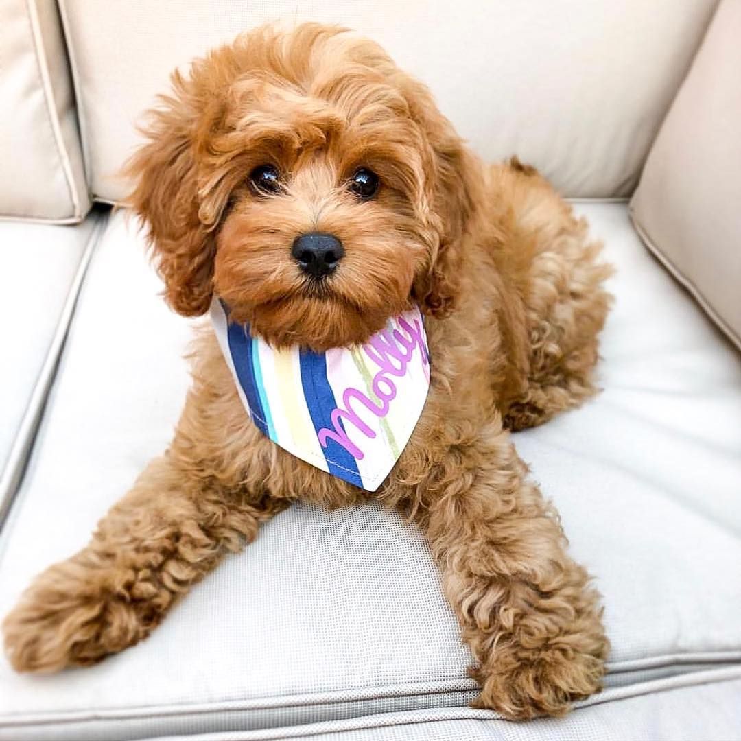 13+ Cute Puppies Cockapoo Teddy Bears Cavapoo puppies, Cavapoo, Puppies 13+ Cute Puppies Cockapoo Teddy Bears Cavapoo puppies, Cavapoo, Puppies