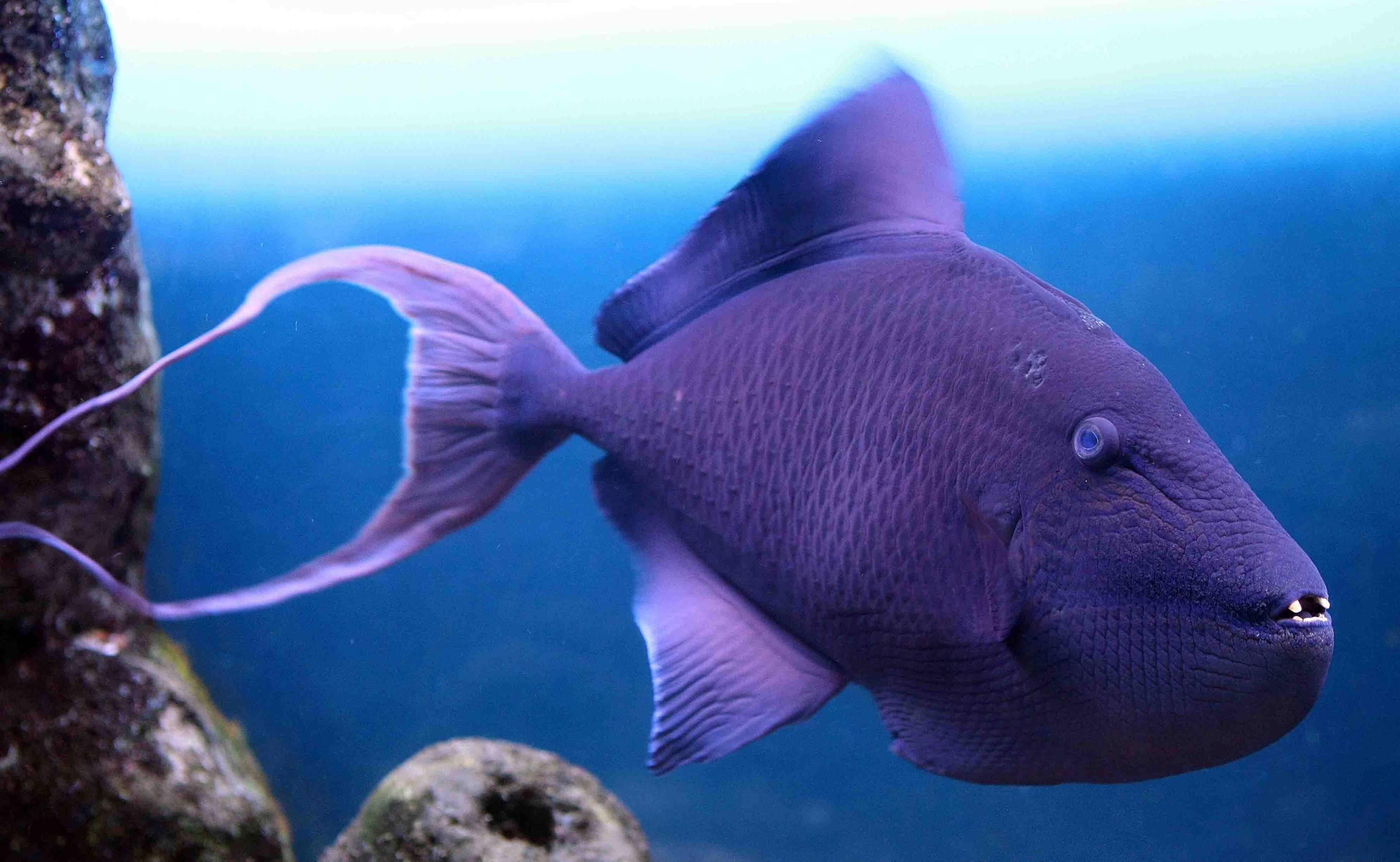 3840x2365 grey triggerfish 4k desktop amazing wallpaper Ocean fishing