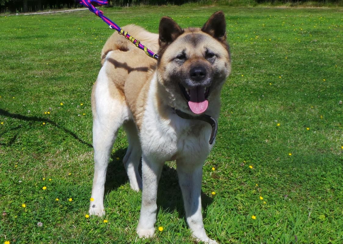 Looking At Rita dogstrust rehomeadog Dogs Trust Rehoming Inu Akita looking-at-rita-dogstrust-rehomeadog-dogs-trust-rehoming-inu-akita