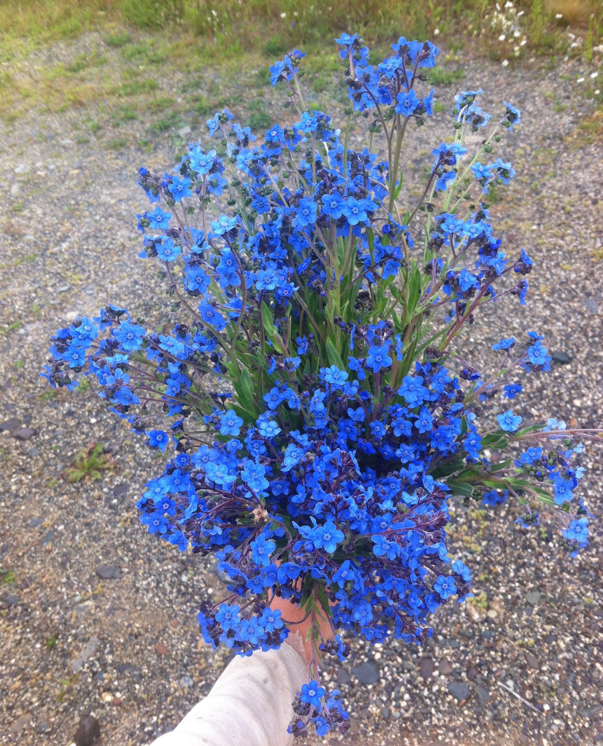 Cynoglossomchinese Forget Me Not In Blue, White, Pink Cynoglossomchinese Forget Me Not In Blue, White, Pink