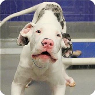 Dallas Tx Great Dane Mix Meet Tom Sawyer A Puppy For Adoption