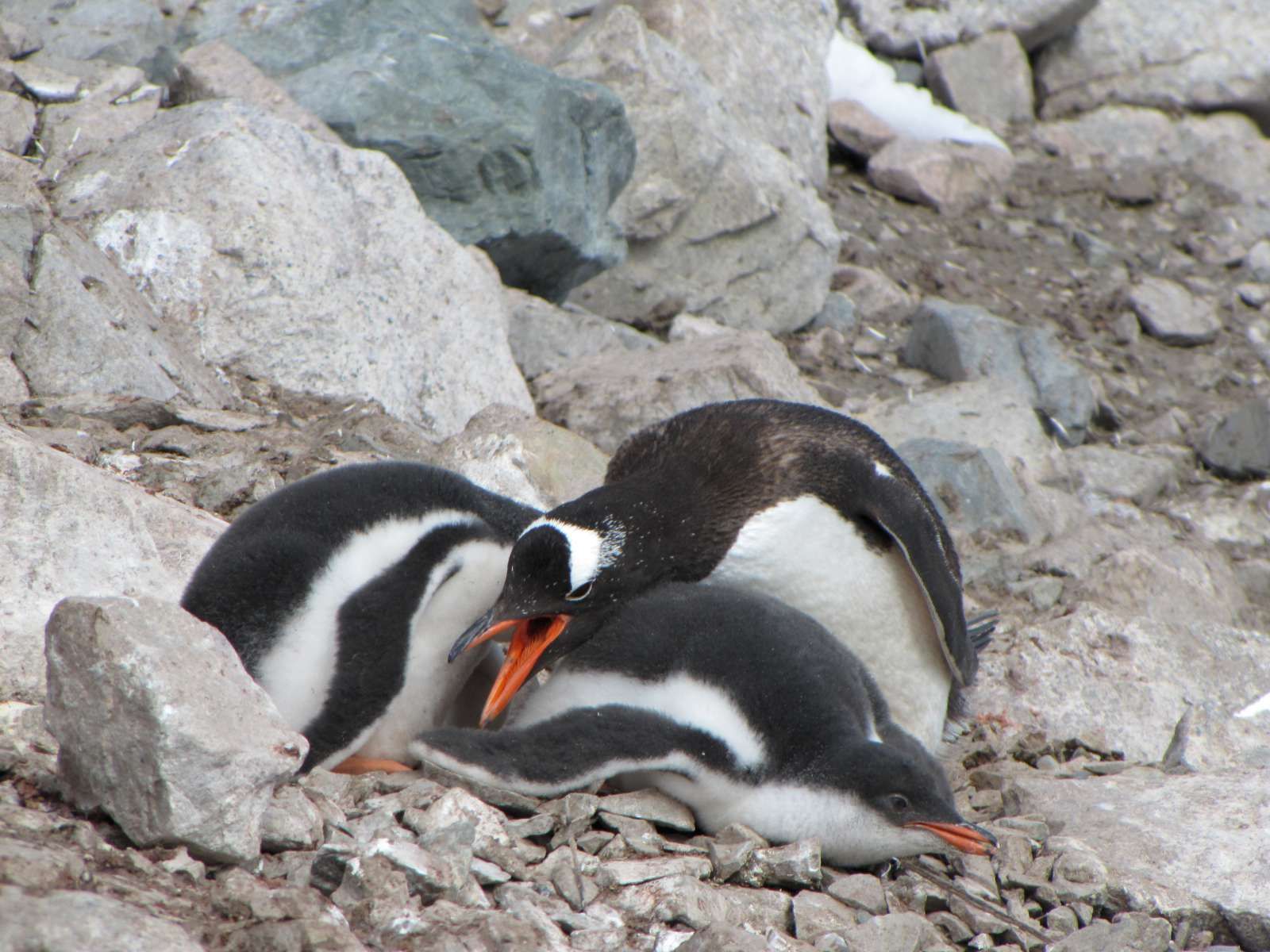 Pin On Penguins Pin On Penguins
