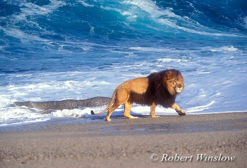 Was going to call this a Sea lion, but ironically, it's taken. Animales con ropa