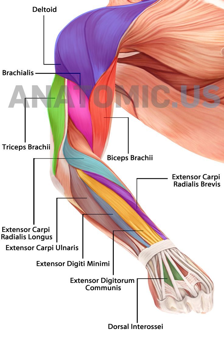 extensor carpi radialis longus 長撓腕伸肌 extensor carpi ulnaris 尺