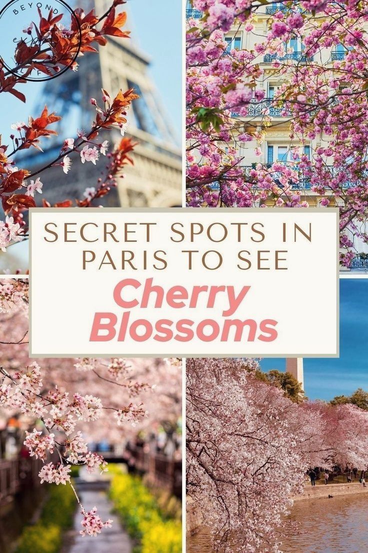 The cherry blossom season has begun in Paris, which brings me positive emotions. Paris in the spring is one of the most phenomenal cities in the world. When the cherry blossoms begin, paris changes beyond recognition. Check out the secret spots in Paris to see cherry blossoms at www.beyondexpatlife.com | Paris travel tips Cherry Blossom Season, Cherry Blossom Tree, Blossom Trees, Most Beautiful Gardens, Beautiful Day, Paris Photography, Photography Ideas, Paris Travel Tips, Kings Park