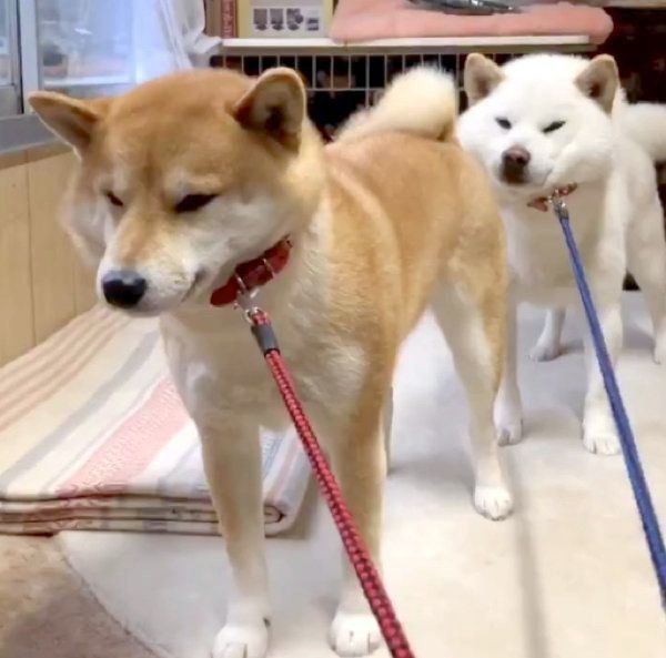 お散歩を全力拒否する柴犬夫婦に反響 首元のお肉が いぬのきもちweb Magazine 柴犬 可愛いワンちゃん いぬ お散歩を全力拒否する柴犬夫婦に反響 首元のお肉が いぬのきもちweb Magazine 柴犬 可愛いワンちゃん いぬ